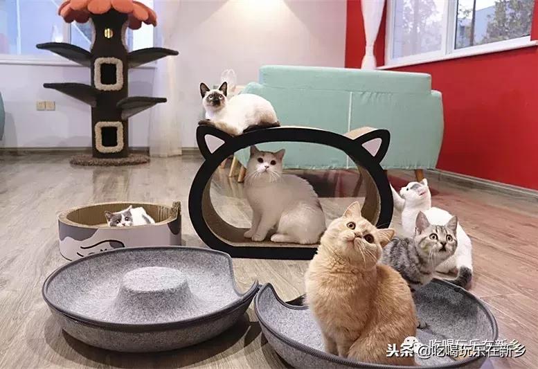 猫主子驾到,猫咪主子驾到