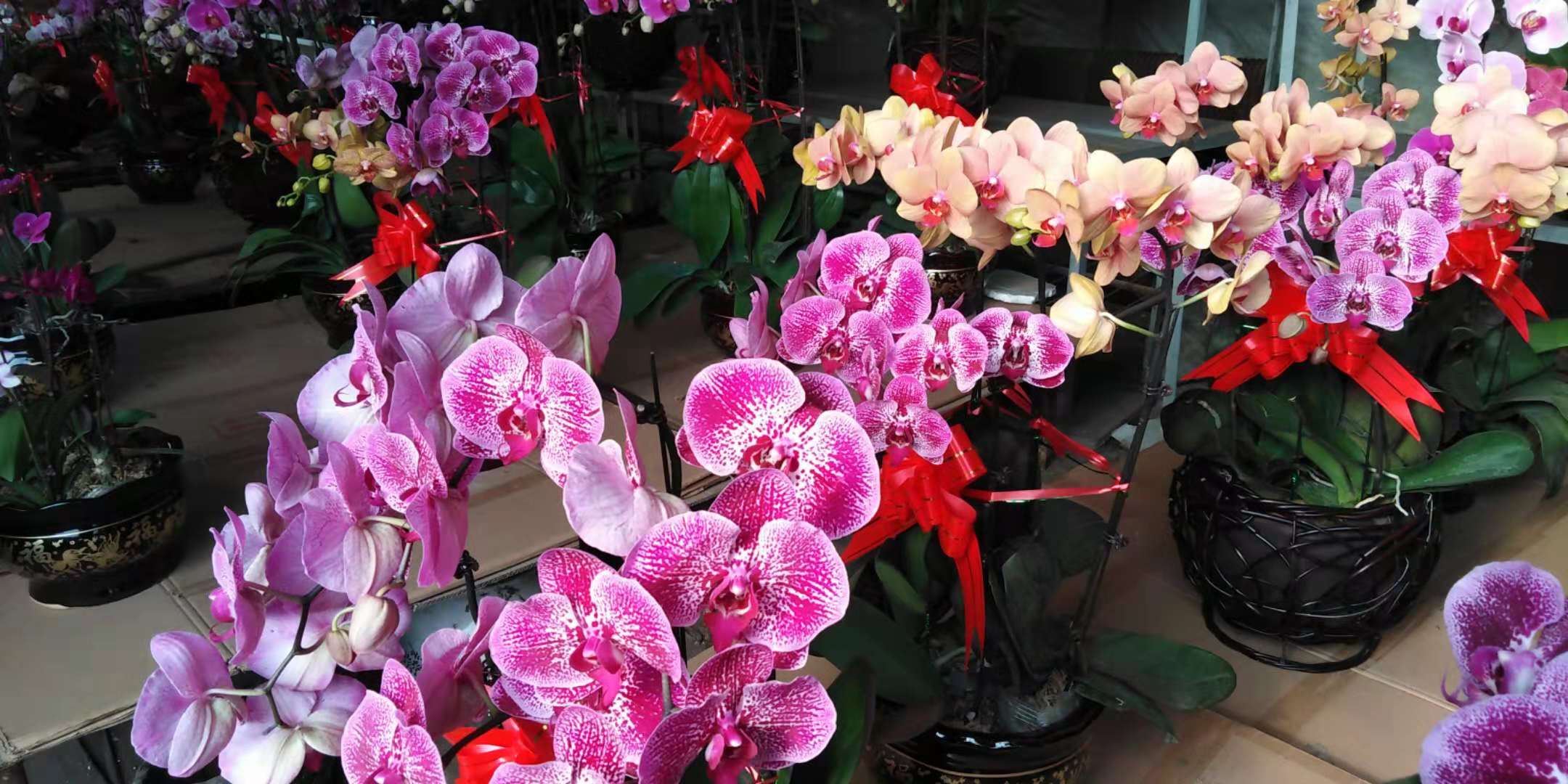 沈阳花卉市场扔花的地方,沈阳花卉市场