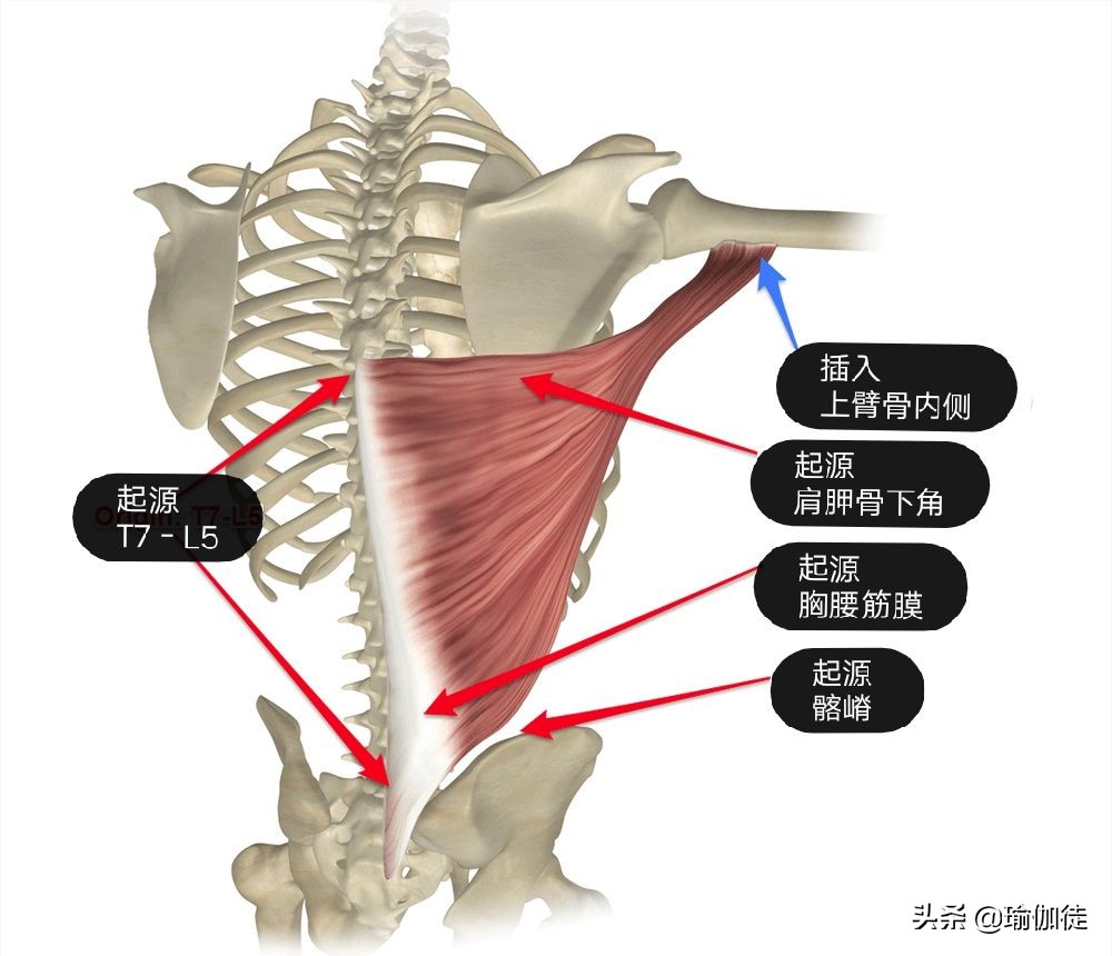 背阔肌能让身体变宽吗,背阔肌疼痛一招缓解