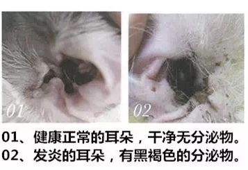 最快解决猫耳螨的办法,你真的了解你家猫咪吗