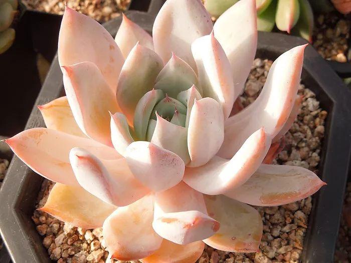 几款好看又好养的多肉,好养且易爆盆的多肉