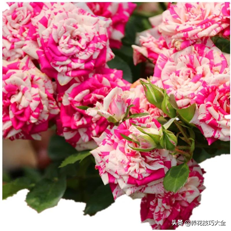 四季开花的月季又香又好养有几种,最漂亮10种盆栽月季