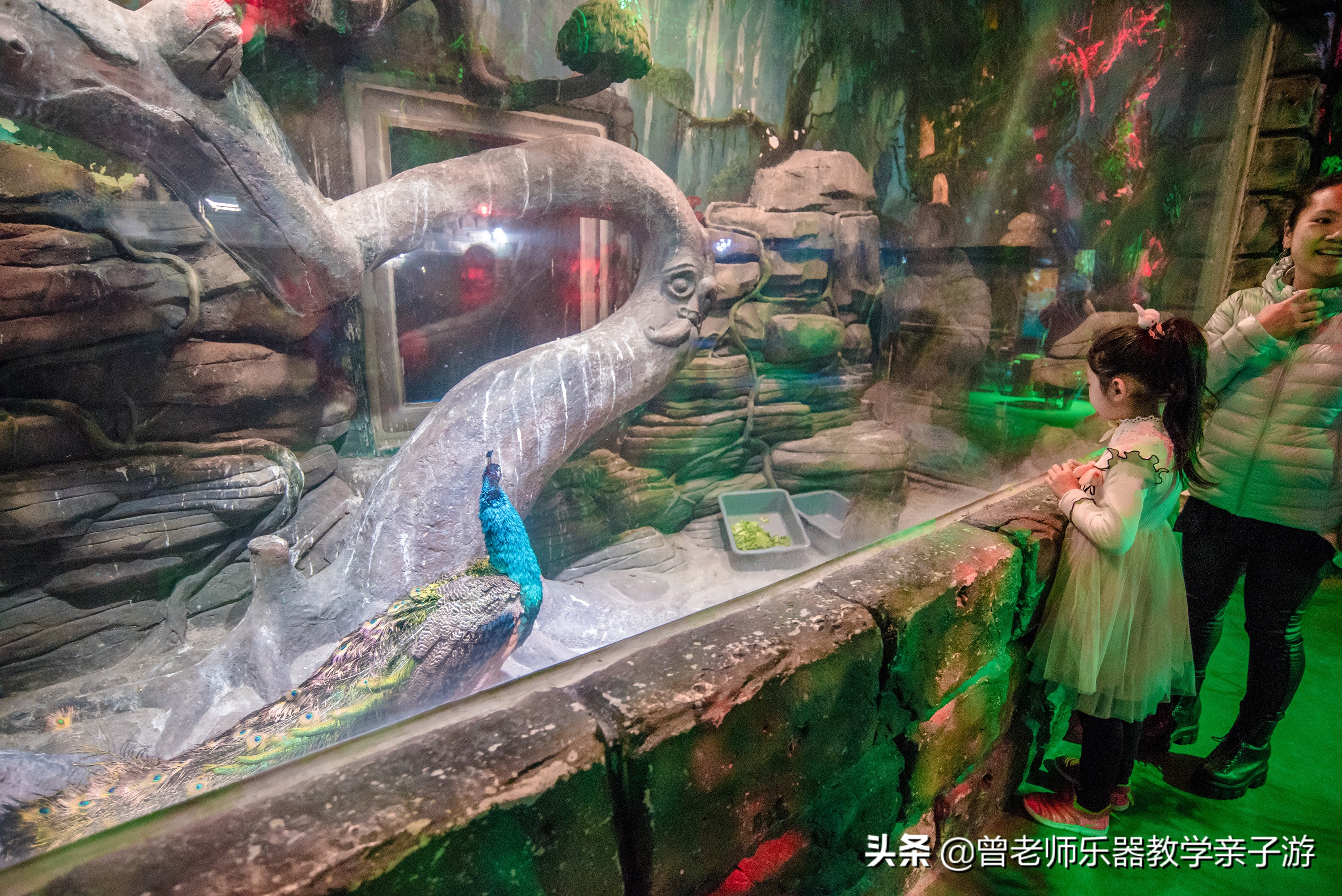 西安海洋公园海豚表演,西安太奥海洋馆