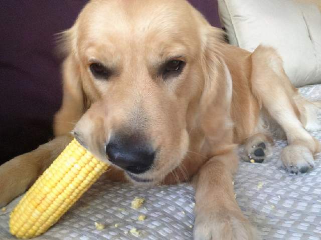 金毛不能吃食物清单,幼犬金毛能吃带咸的食物吗