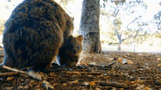 为什么我们会微笑？10个关于微笑袋鼠的萌萌秘密