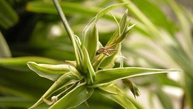 吊兰养开花了,吊兰如何养得又绿又壮