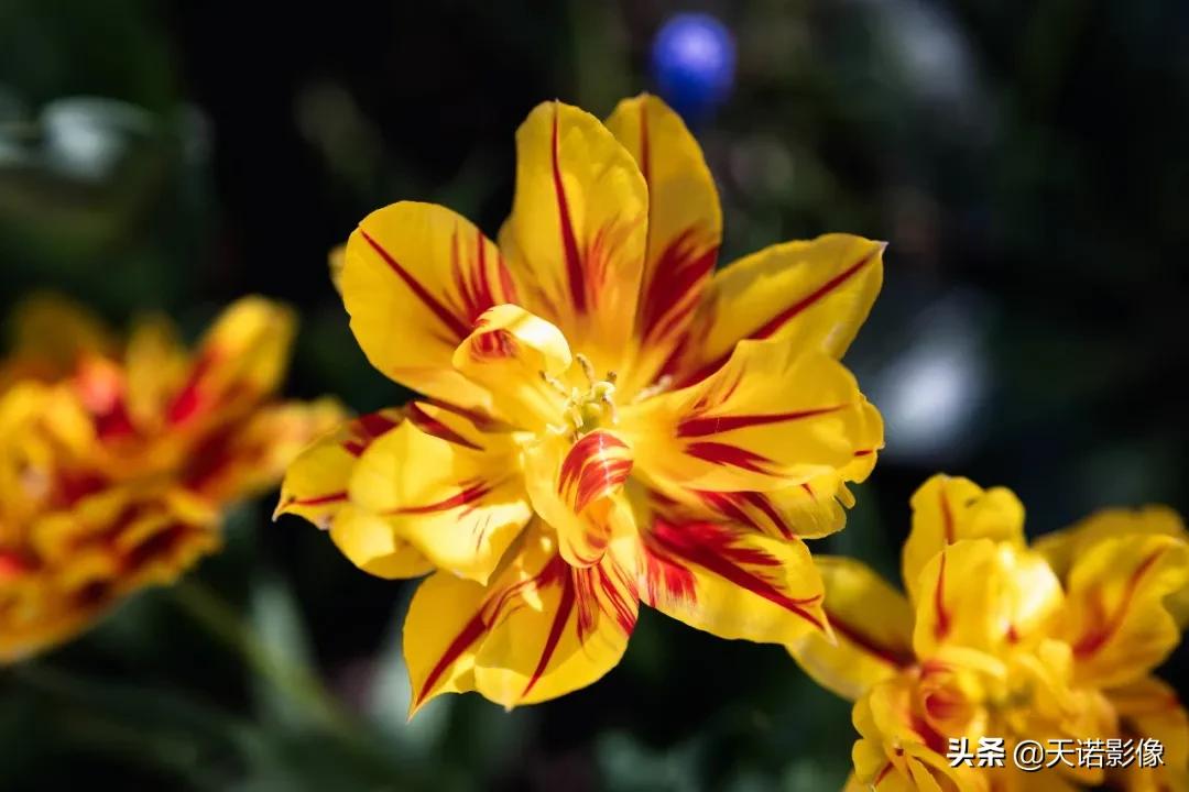 徕卡sl2摄影怎么样,徕卡sl2-s深度视频欣赏