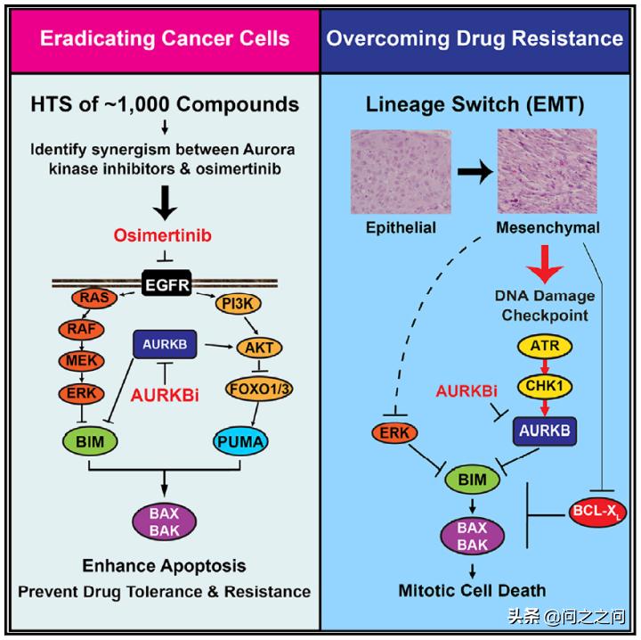 靶向AuroraB激酶增强BIM和PUMA介导的细胞凋亡克服EGFR*制剂抑**耐药