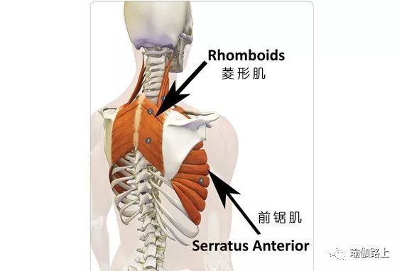 练瑜伽越来越壮怎么回事,练瑜伽肩膀越练越宽怎么办