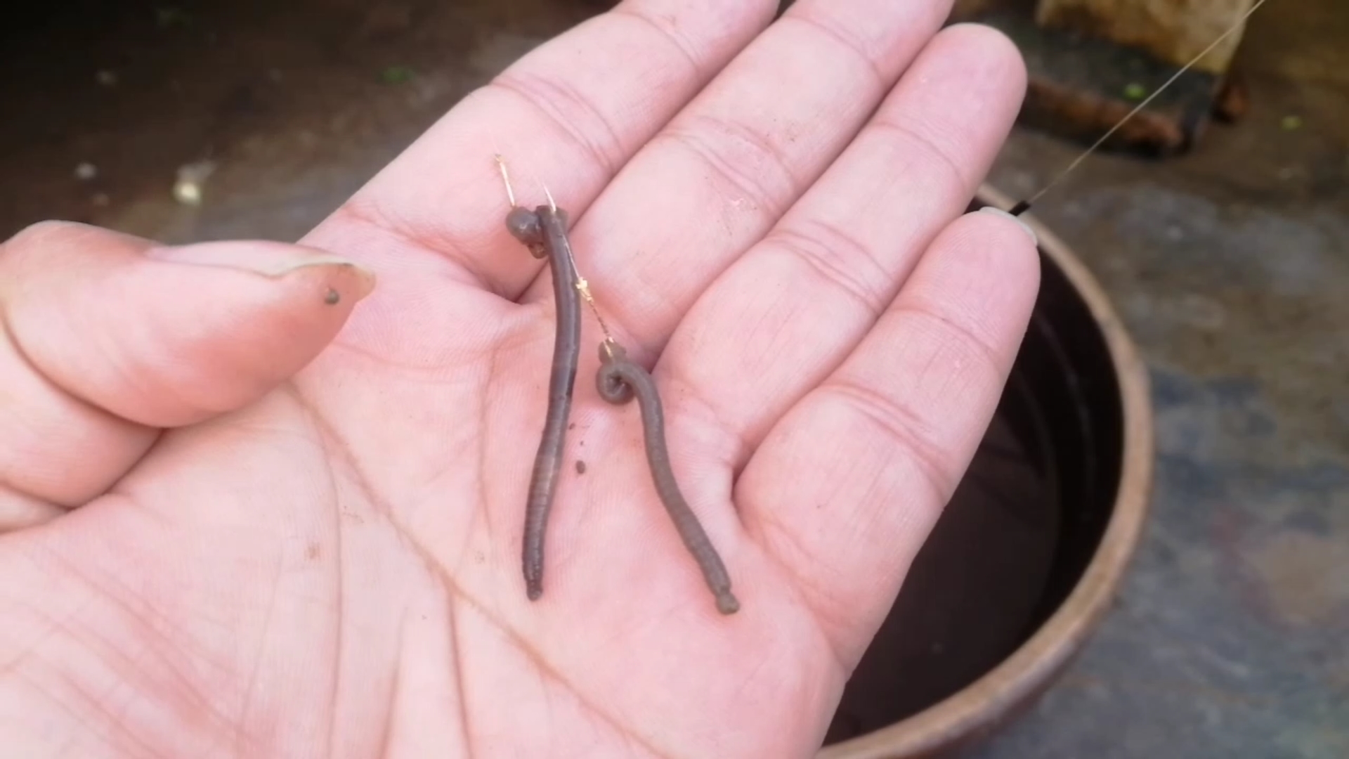 野钓挂蚯蚓没有鱼口怎么办,蚯蚓钓鱼鱼怎么不上钩