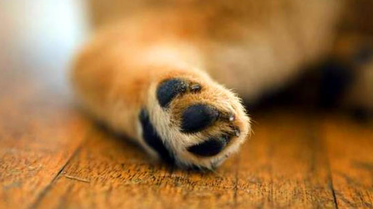 我家狗居然有脚臭！这要怎么办