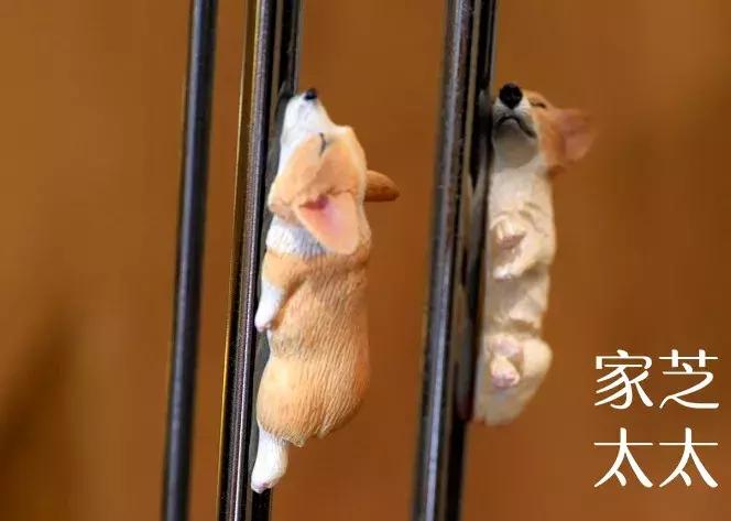 终极揭秘！这个孕育了“家芝太太”的家长什么样？