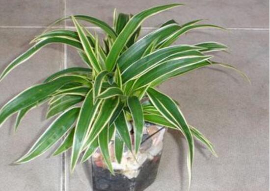 金边吊兰怎样修剪更茂盛,金边吊兰的修剪方法图解