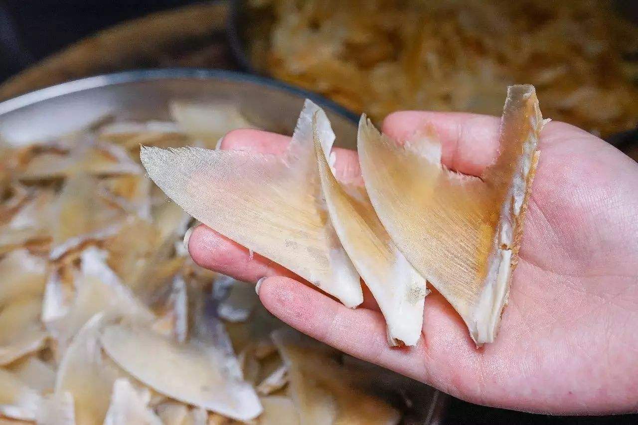 为什么吃鲨鱼的鱼翅而不吃鲨鱼,为什么只吃鲨鱼的鱼翅不吃肉