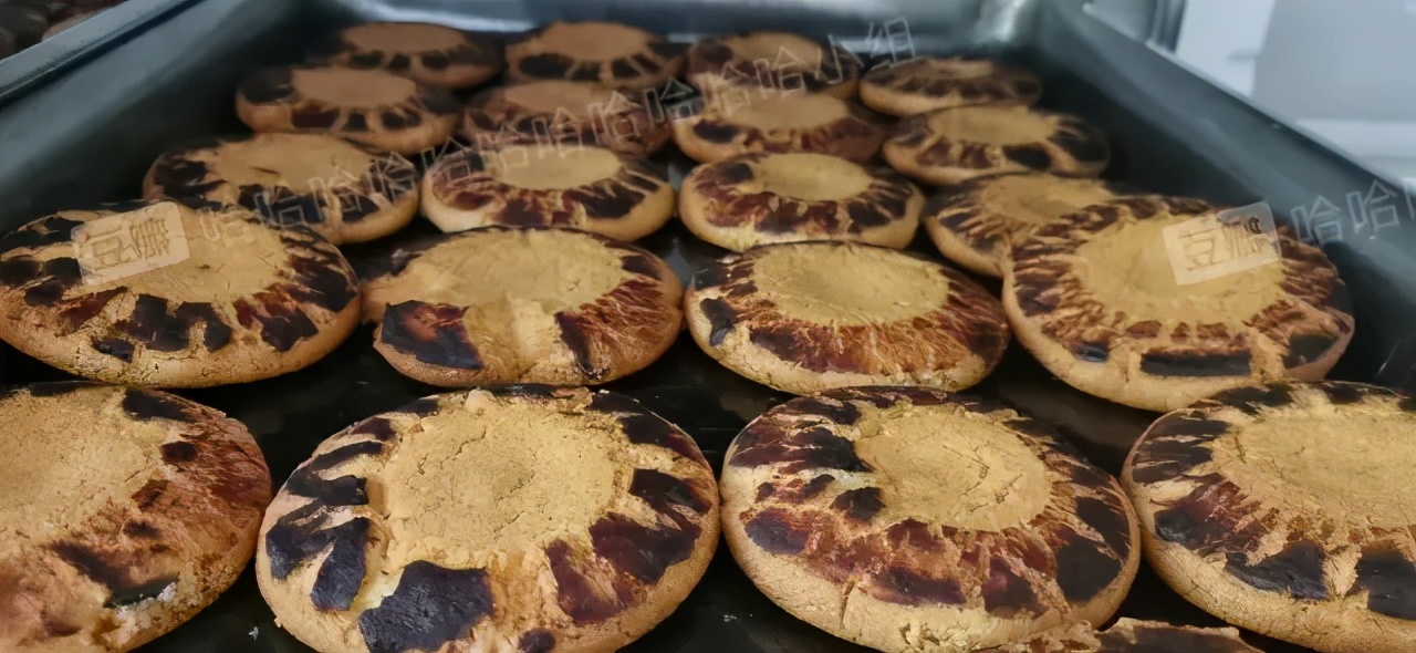 哈哈哈哈哈我笑到我家的狗偷开邻居家的车送我去精神病院