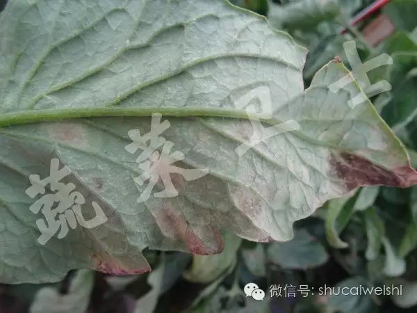 治番茄白粉病的药有哪些,番茄白粉病不想用药怎么办