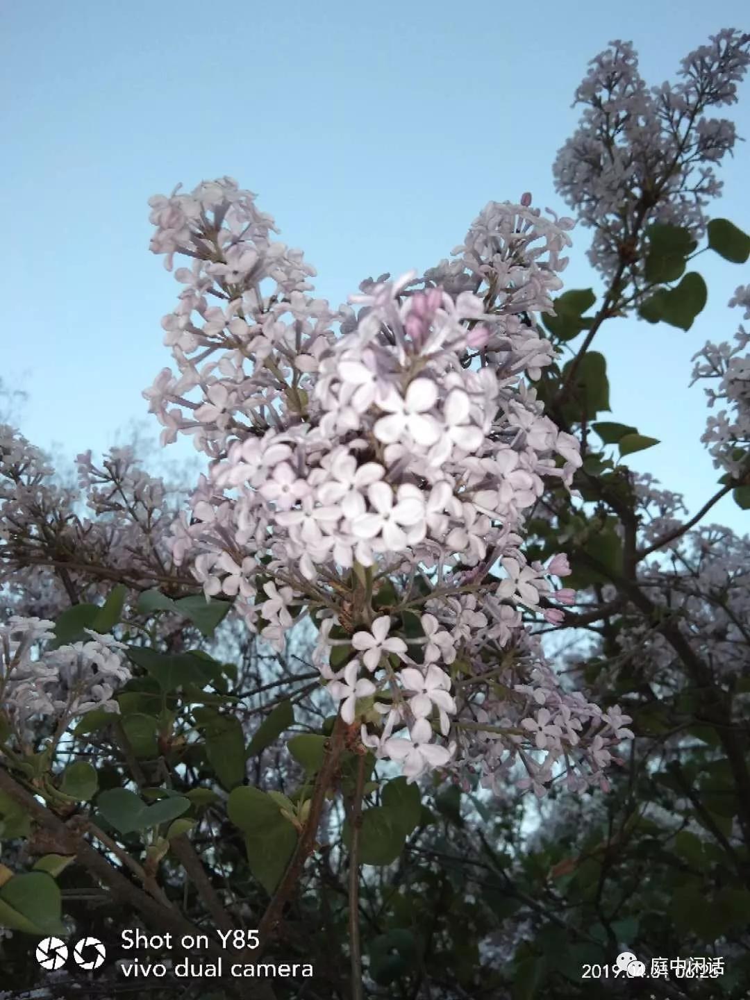 新蕾公园芍药,新蕾公园有什么树