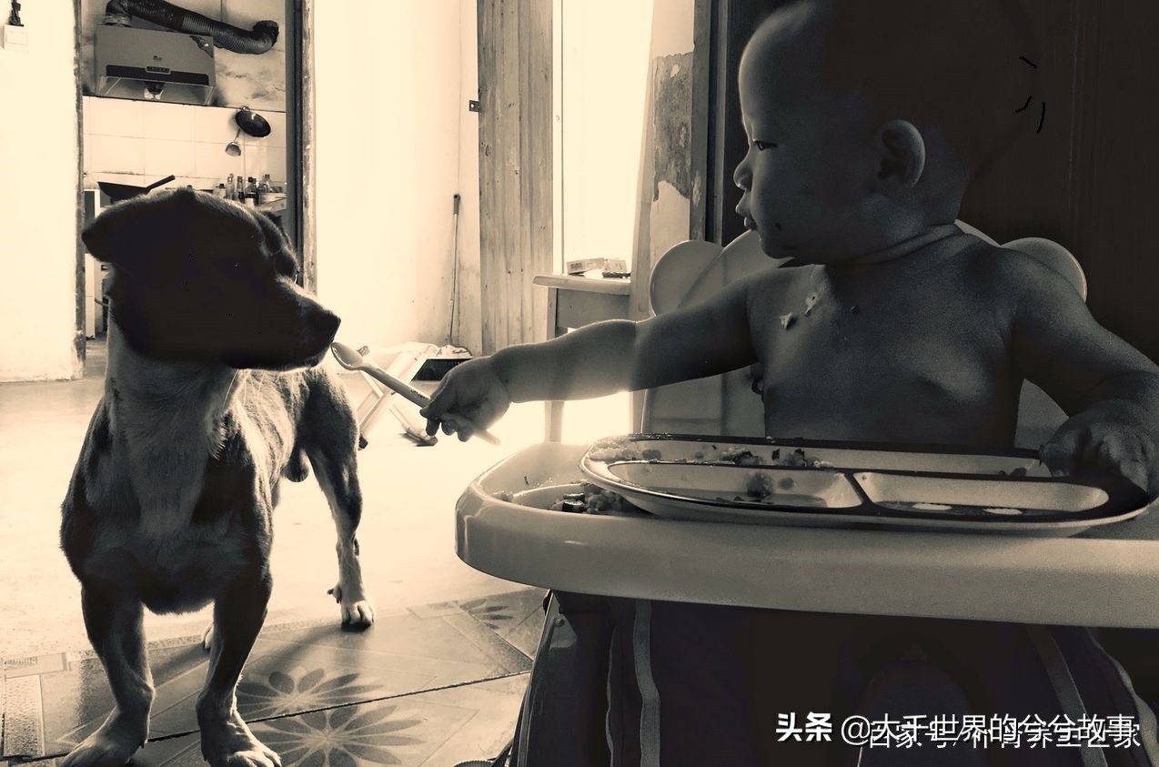 孕早期能接触狗狗吗,怀孕一定要远离狗狗吗