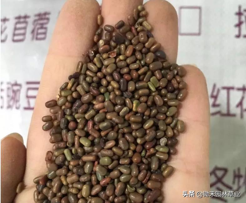 适合盐碱地的植物有哪些,绿化草耐旱品种