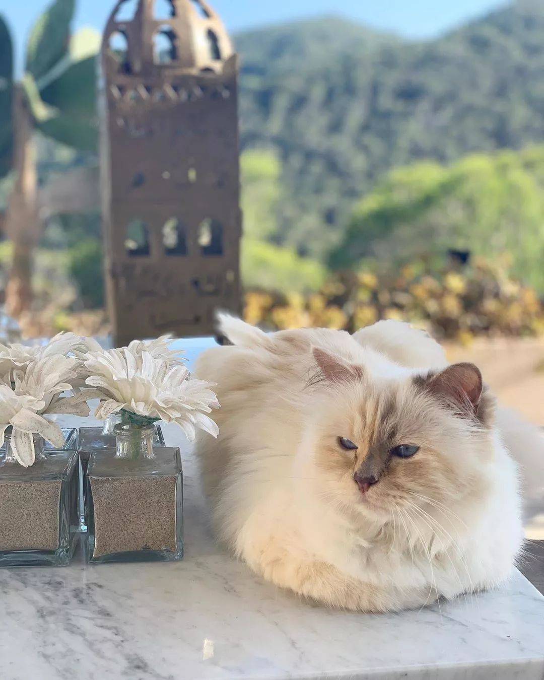 21亿遗产的猫现在怎么样了,失踪多年的猫终于回来了