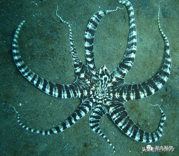 看完章鱼两条腿跑路的样子，我差点信了它是外星人后代