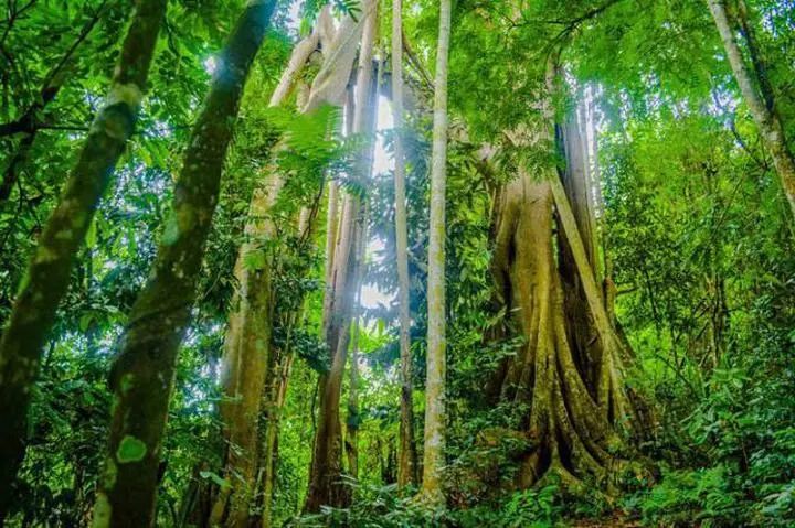 西双版纳风景之旅自由行旅游攻略,邂逅雨林西双版纳秘境之旅