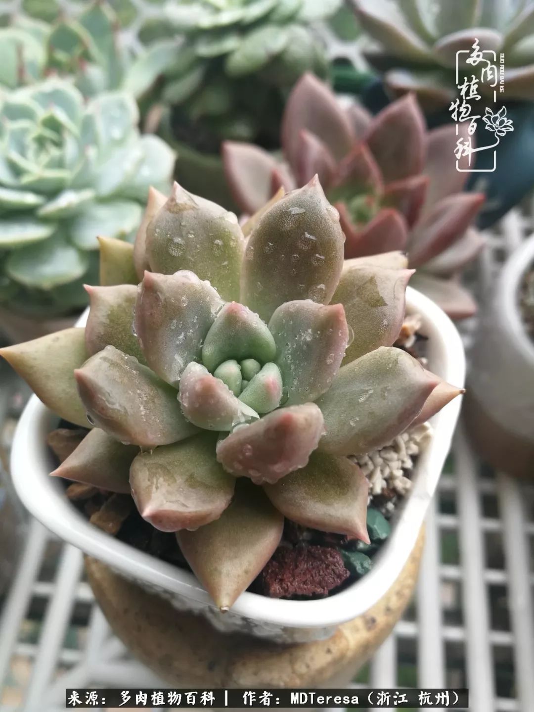 养好能养好的才是王道！期待多肉们的华丽转身