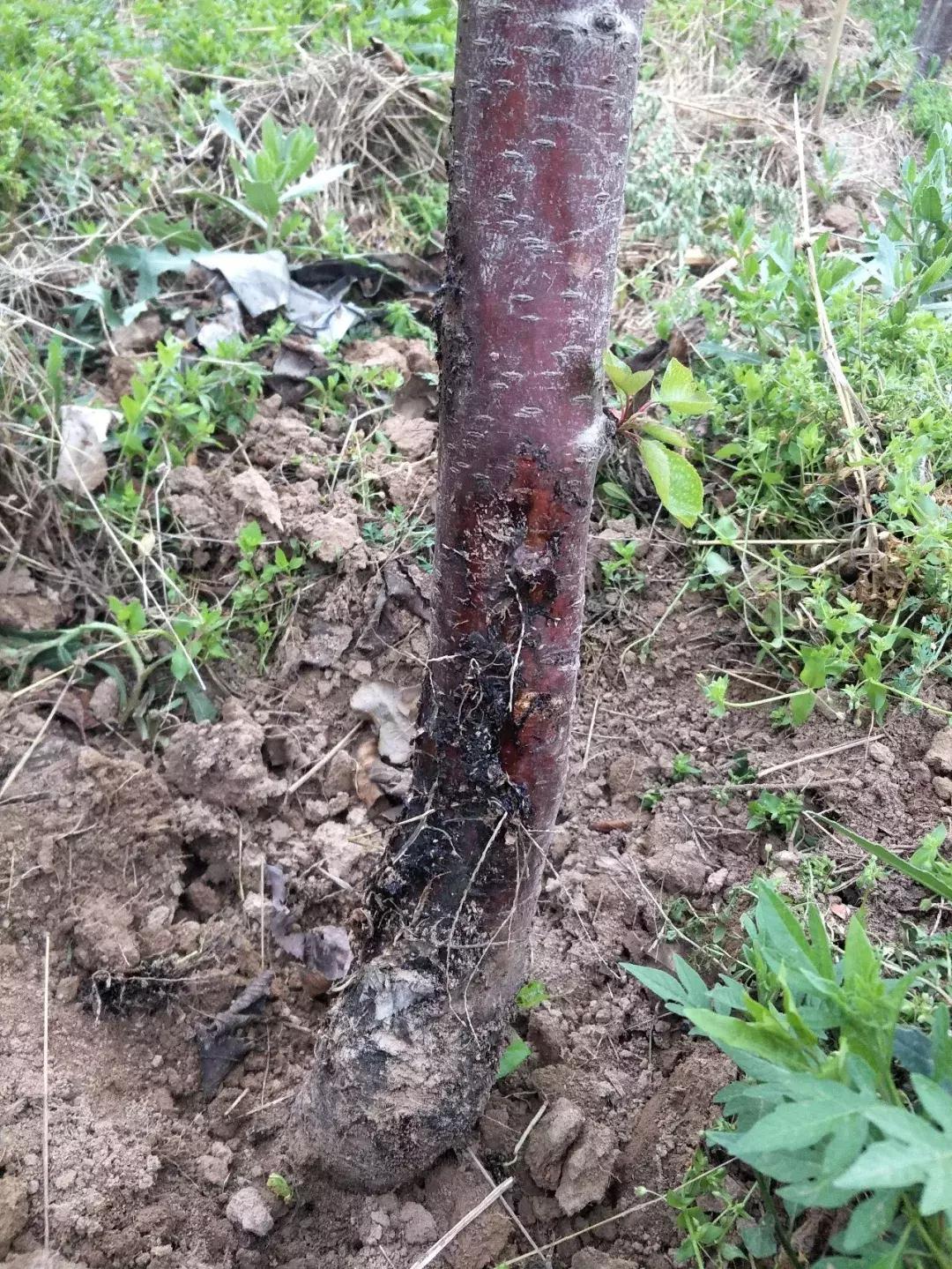 几种果树根部病害的症状识别与防治!