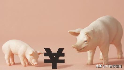 猪急性回肠炎的表现症状,引起猪肠道出血的原因