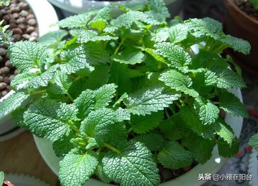 冬季土培铜钱草怎么养才能更旺盛,铜钱草冬季怎么养才能更旺盛