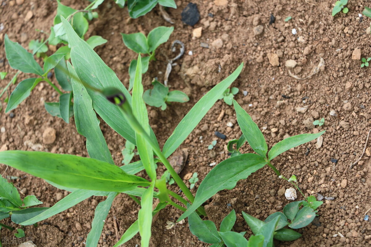 中药方温胆汤治疗什么病,温胆汤中医十大药方