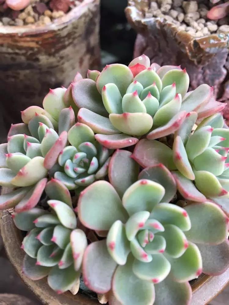 多肉长出侧芽怎么处理图解,多肉长侧芽怎么处理