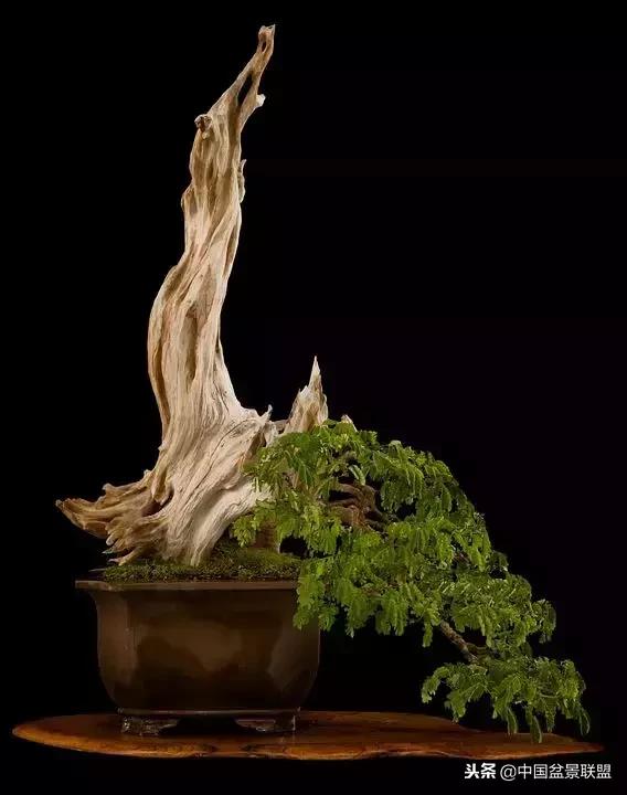 舍利干的历史,舍利干盆景图