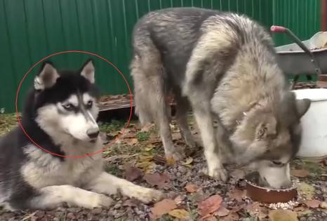 狼会把土狗当成同类吗,狼会把狗当成什么