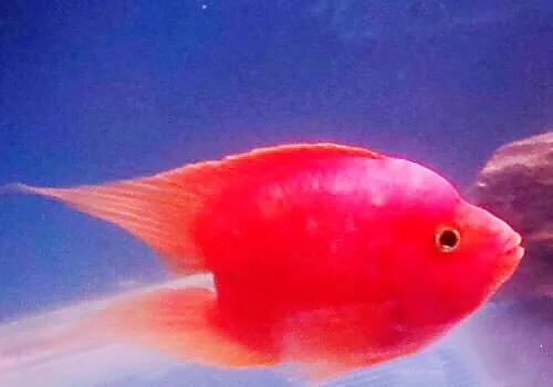 财神鱼哪种比较漂亮,起头财神鱼