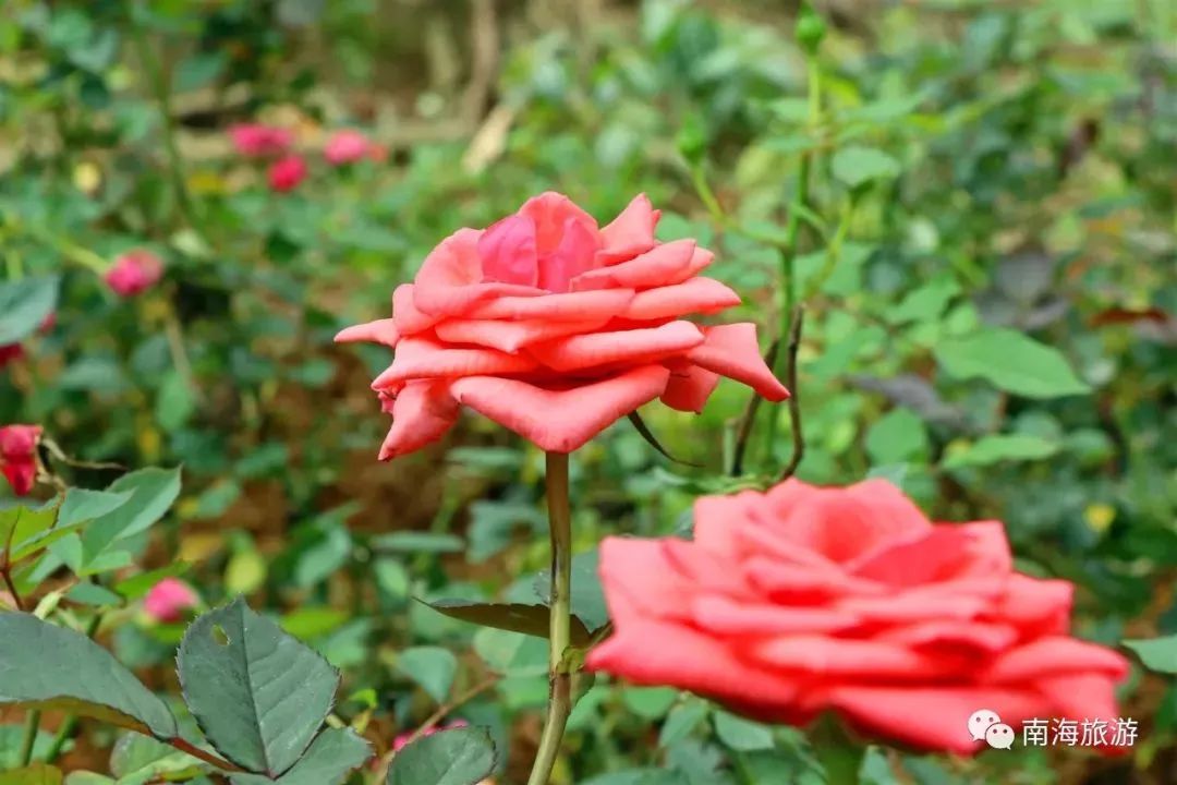 南海惊现“四月雪花”，漫山遍野桐油花开，美呆了！