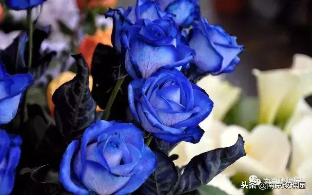 「花师傅开课啦」爱花人必知！南京*瑰园玫**为你科普百种玫瑰