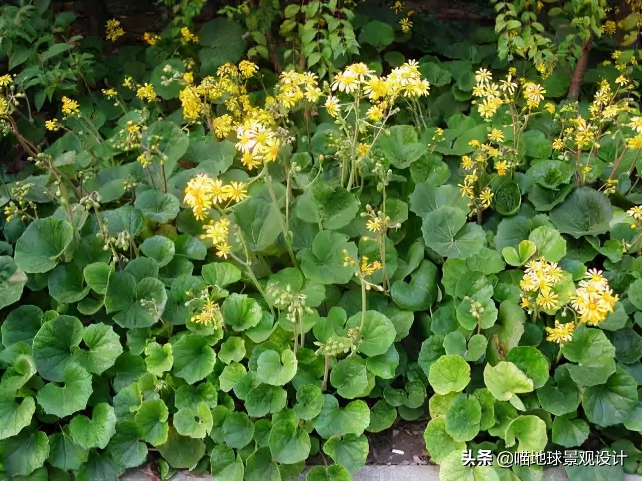 超级耐养的植物,极耐盐碱耐高温的植物