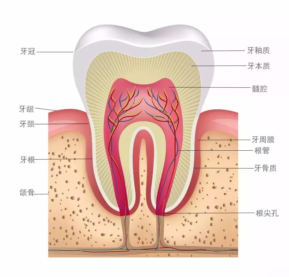牙黄怎么办这些美白方法了解一下,牙黄最快的美白方法
