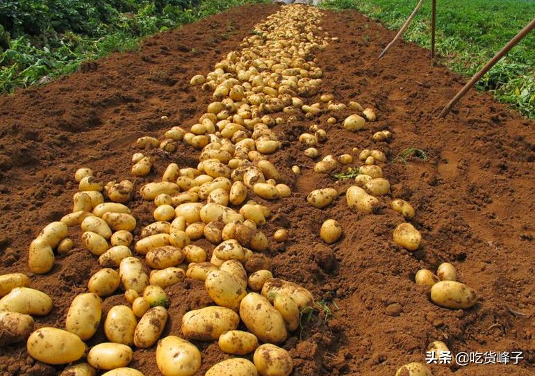 刚挖的土豆怎样保存不坏,夏天土豆怎么保存不发芽不变绿