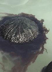 老虎：这是我准备养大吃的，你来凑什么热闹