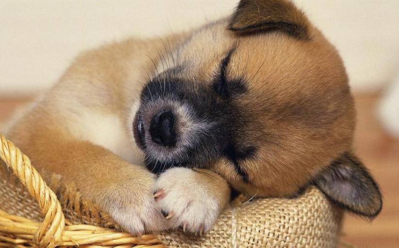 狗狗在家拉肚子怎么办,狗狗拉肚子怎么判断