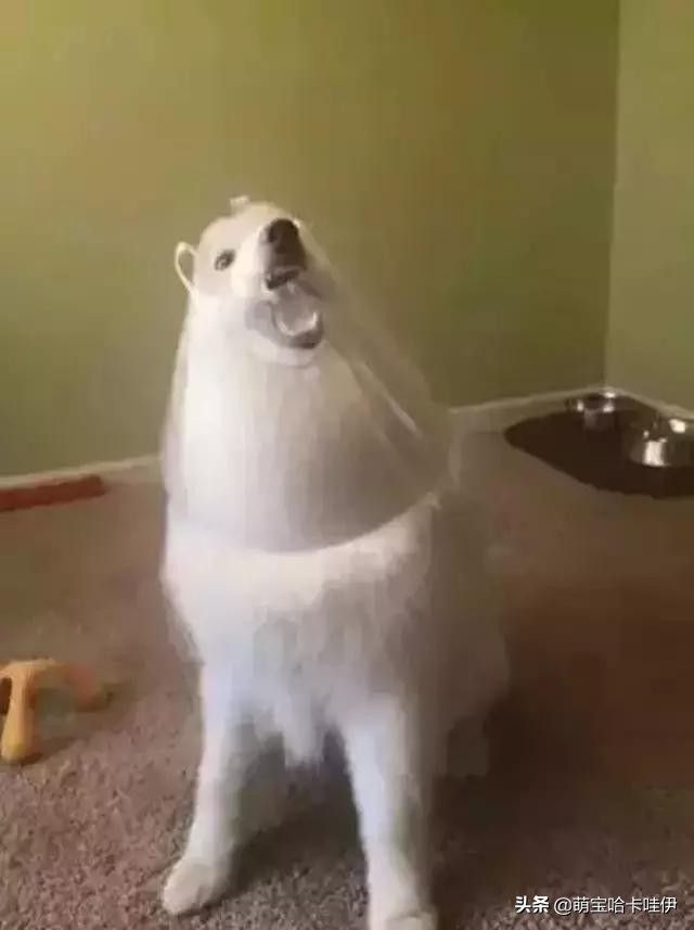 养了一只小萨摩耶,养一只萨摩耶是什么体验