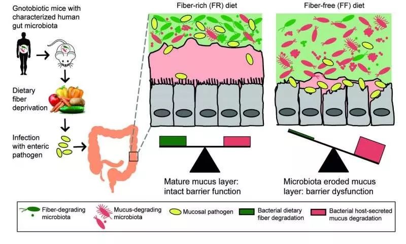全面了解自己的肠道健康,全面了解膳食纤维