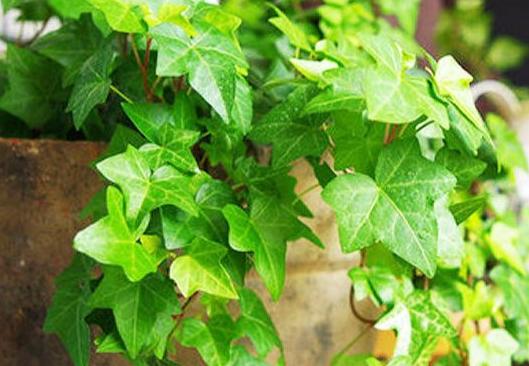 如何改善家里空气质量,家里空气不好怎么办小妙招