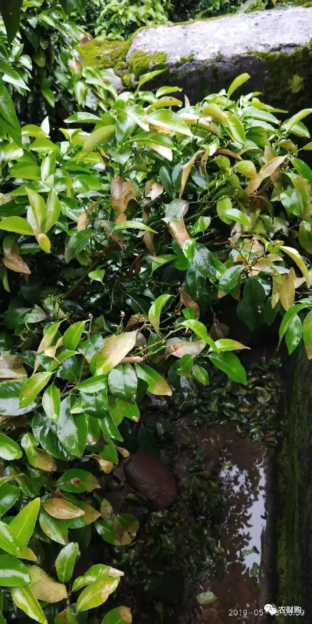 炭疽病十大杀菌剂特效药,炭疽病防治药剂