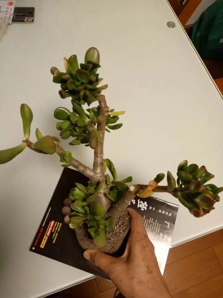 多肉砍头的怎么养,多肉怎么砍头才能爆发