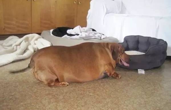 短腿狗腊肠犬,吉尼斯纪录最长的腊肠犬