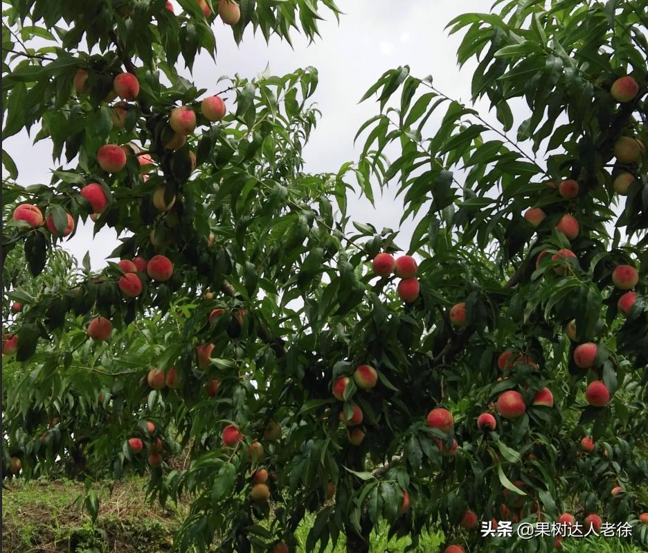 桃树长枝修剪视频,桃树长枝修剪方法