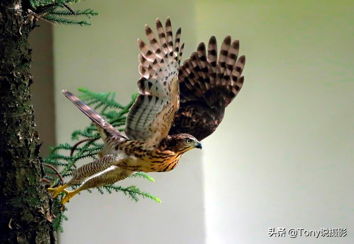 鸟类的拍摄技巧,鸟类摄影要掌握这些技巧知识